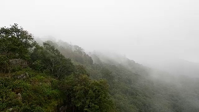 有雾的雨林视频素材