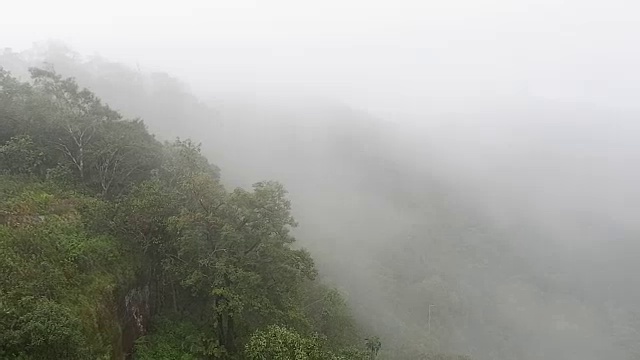 有雾的雨林视频素材