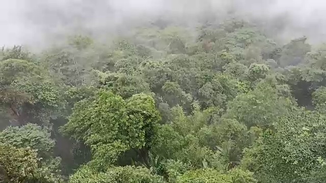 高角度的雨林与雾视频素材