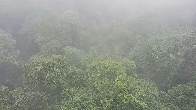 高角度的雨林与雾视频素材