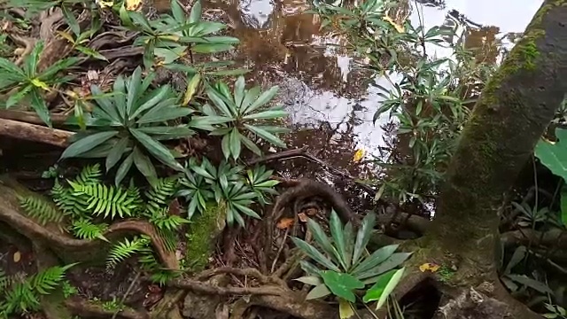 雨林中的流水视频素材