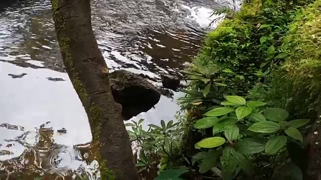 雨林中的流水视频素材