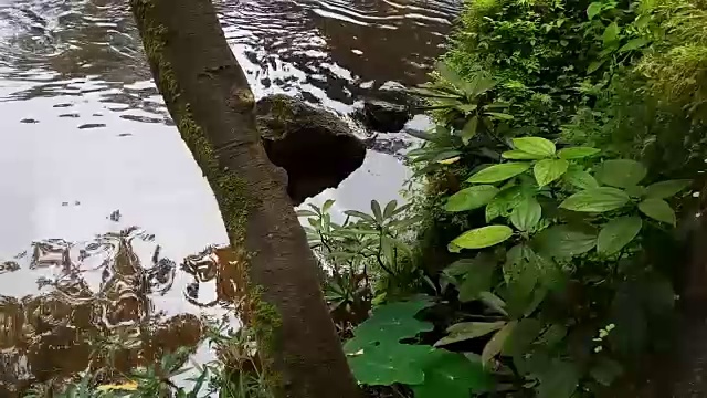 雨林中的流水视频素材