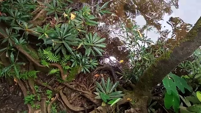 雨林中的流水视频素材