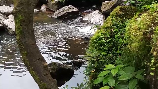 雨林中的流水视频素材