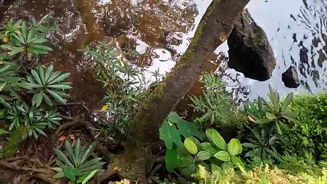 雨林中的流水视频素材