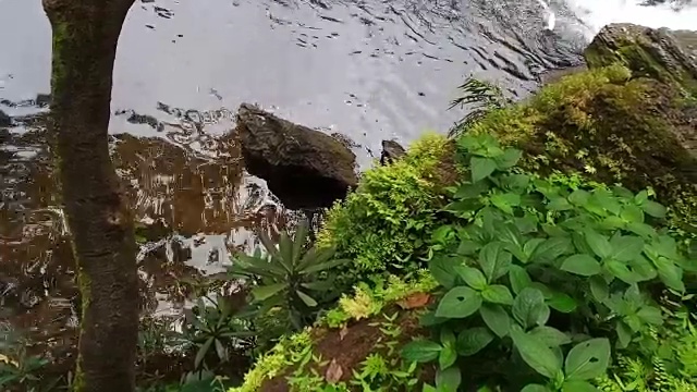 雨林中的流水视频素材