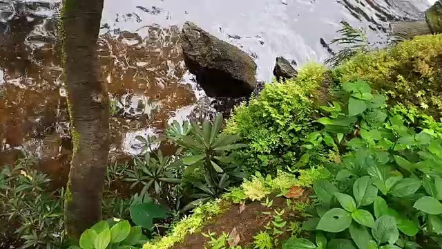 雨林中的流水视频素材