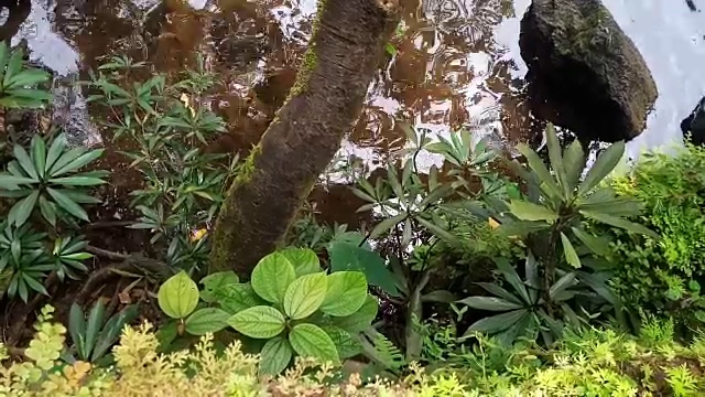 雨林中的流水视频素材