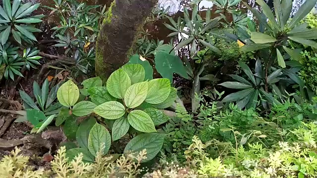 雨林中的流水视频素材