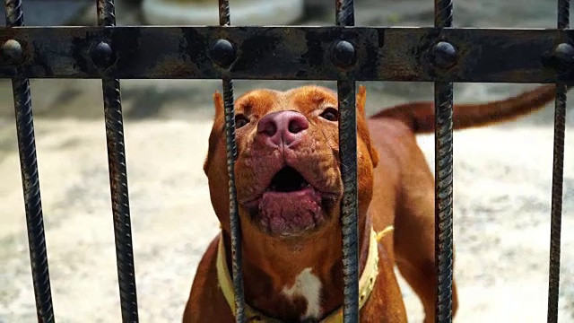 屋里的斗牛犬在叫陌生人。视频素材