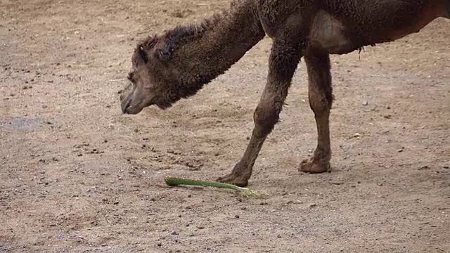 小骆驼在沙漠里吃着4k的植物视频素材