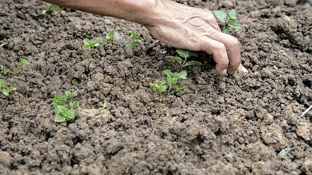 农民种植薄荷视频下载