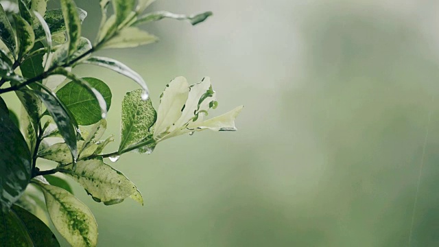 树叶在刮风和下雨视频下载