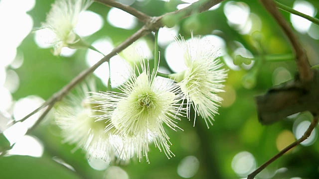 玫瑰苹果花与蜜蜂视频下载