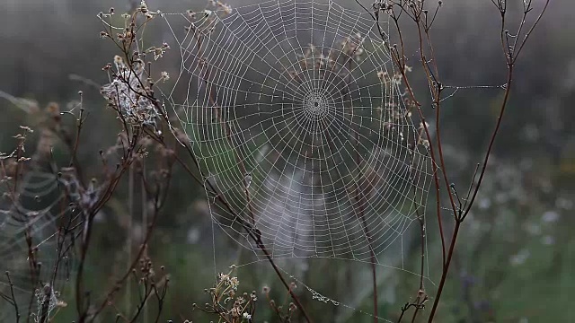 蜘蛛网和露水，秋天视频素材