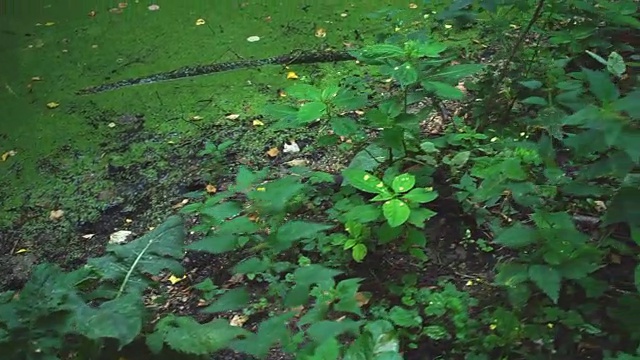 沼泽附近的植被视频素材