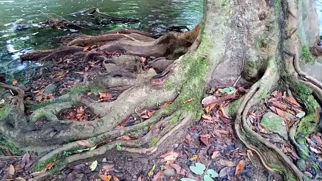 有苔藓的树根靠近溪流视频素材