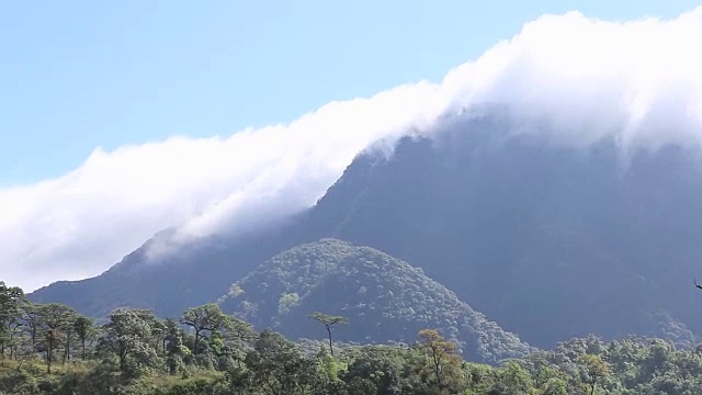 山上有雾和森林视频素材