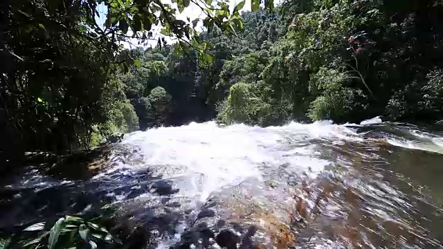 雨林中的流水视频素材