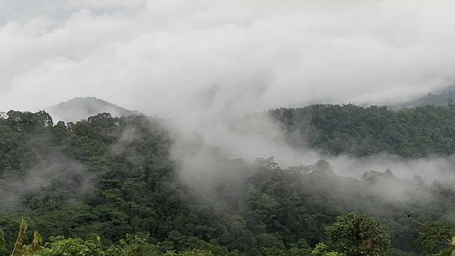 热带雨林有雾视频素材