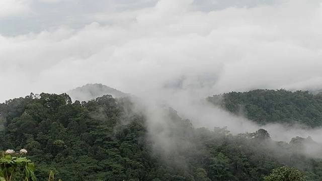 热带雨林有雾视频素材