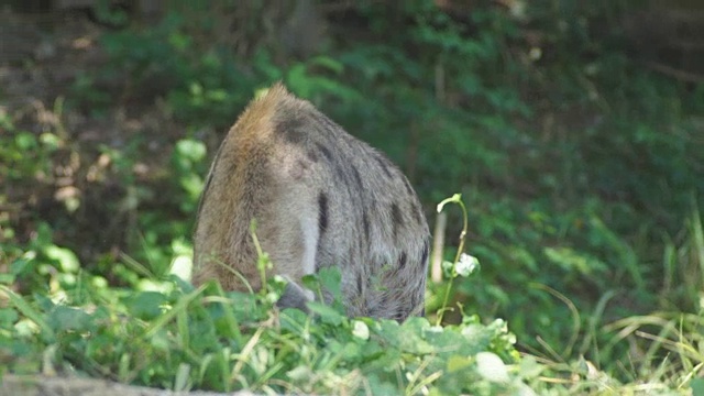 鬣狗在野生视频素材