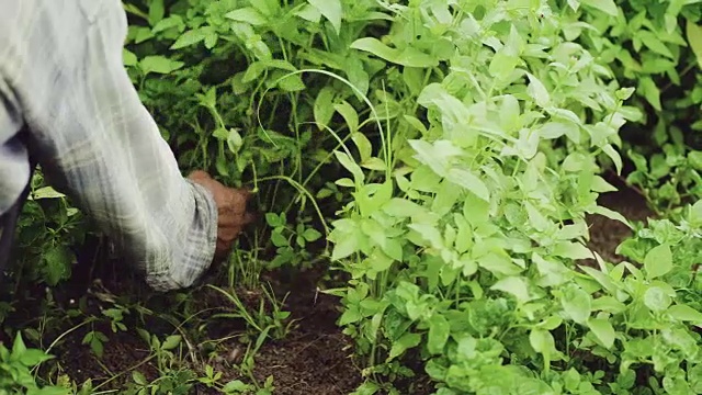 成熟的男人在花园里种植视频素材