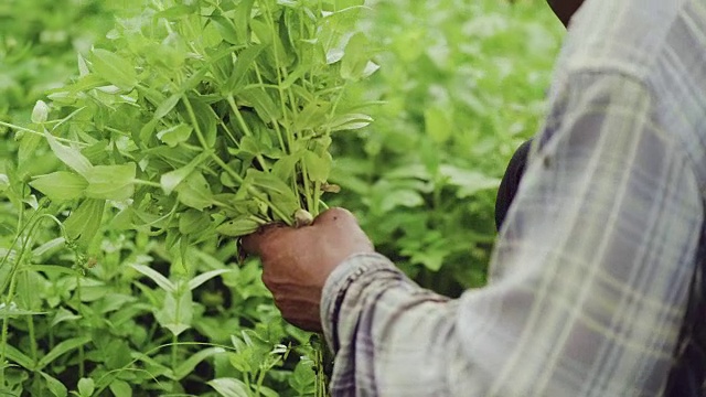 成熟的男人在花园里种植视频素材