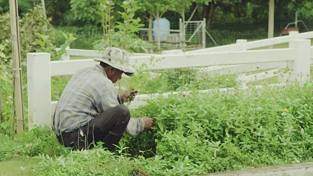 成熟的男人在花园里种植视频素材