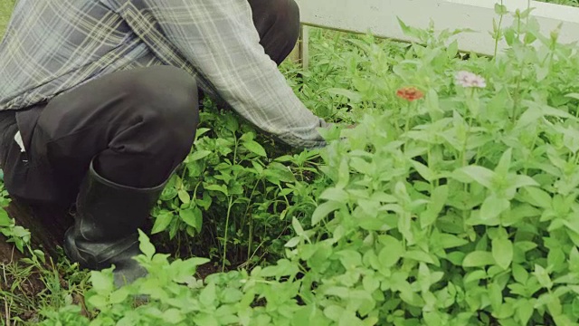 成熟的男人在花园里种植视频素材