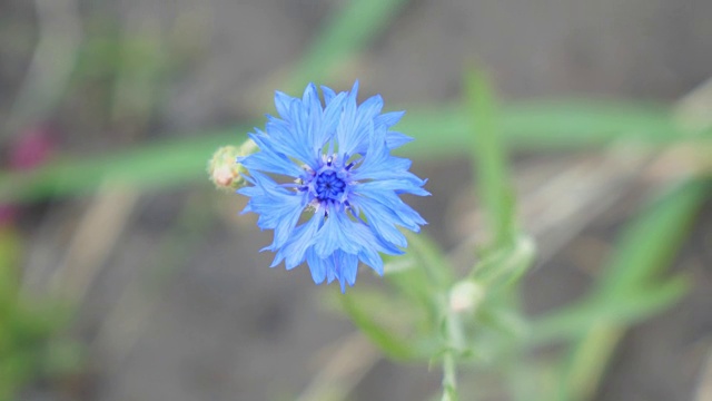 野生蓝花矢车菊自然背景视频素材