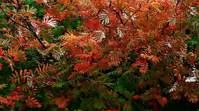 秋季花园高清莫斯科城市街道视频素材