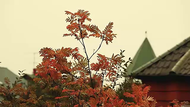 秋季花园高清莫斯科城市街道视频素材