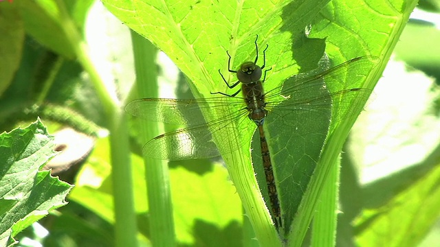 蜻蜓视频素材