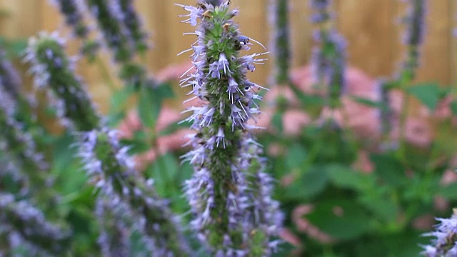 藿香花-股票形象
采购产品亚洲，中国-东亚，东亚，花坛，正式的花园视频素材