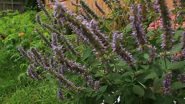 藿香花-股票形象
采购产品亚洲，中国-东亚，东亚，花坛，正式的花园视频素材