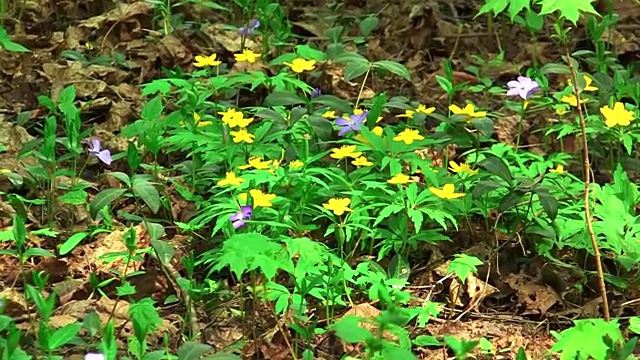 林地里清新娇嫩的春花视频素材