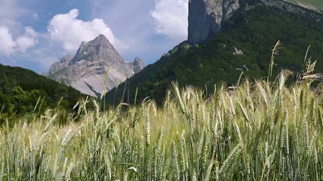 夏天，在法国阿尔卑斯的Champsaur的Les Faix村，在Cuchon和Petite Autane山上，小麦在吹。Hautes-Alpes视频素材