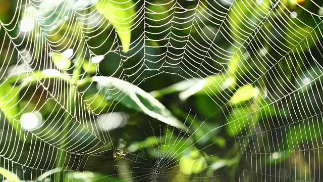 蜘蛛(霍塞尔特的刺蜘蛛)在泰国森林里织网。视频素材