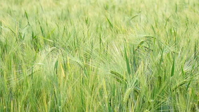 田野里一片片绿油油的小麦视频素材