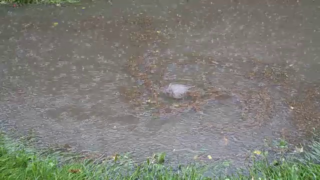 在一个深水坑里，在雨中旋转的漩涡。落叶、灰尘和碎片漂浮在水面上。视频素材