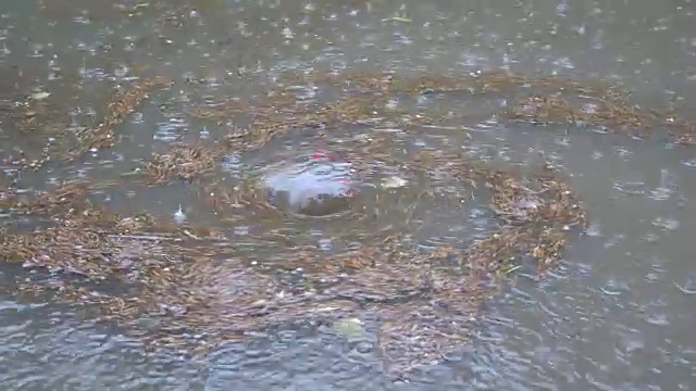 一个巨大的漩涡在水面上的特写在雨中。落叶、灰尘和碎片漂浮在水面上。视频素材