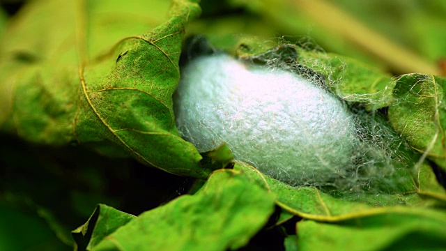 蚕茧一种被叶子覆盖的蚕的茧视频素材画面1