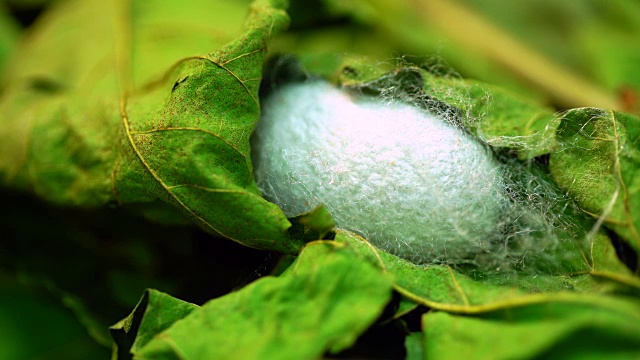 蚕茧一种被叶子覆盖的蚕的茧视频素材画面3