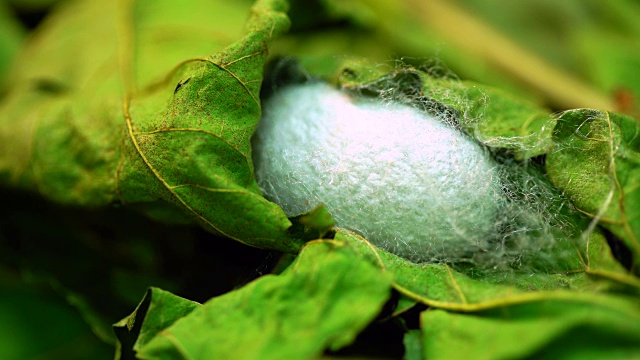 蚕茧一种被叶子覆盖的蚕的茧视频素材画面4