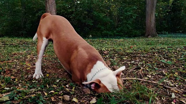 美国斯塔福德郡梗犬在公园里挖洞视频素材