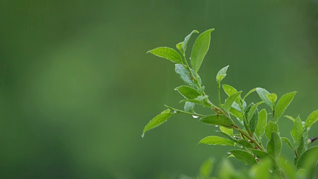 落在热带植物上的雨滴。视频素材画面1