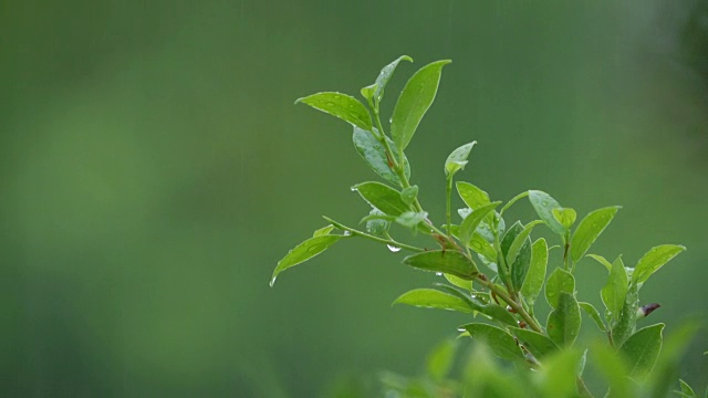 落在热带植物上的雨滴。视频素材画面2