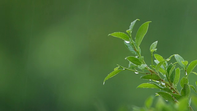 落在热带植物上的雨滴。视频素材画面3